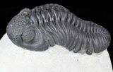 Excellent, Pedinopariops Trilobite - Mrakib, Morocco #55974-4